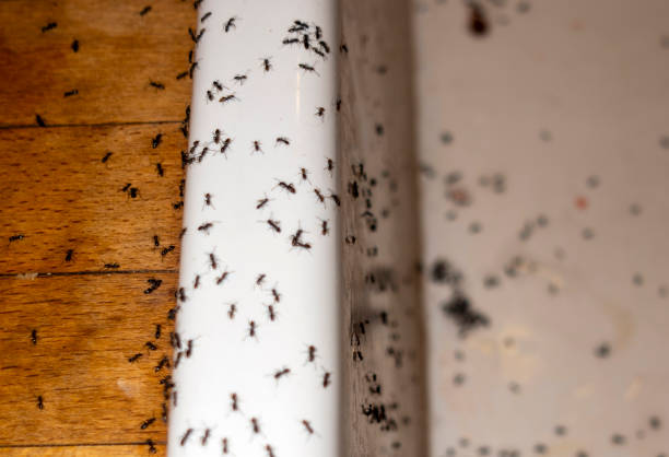 Best Residential Pest Control  in Anson, TX